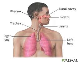 http://www.mdconsult.com/das/patient/body/0/0/10041/9828_en.jpg