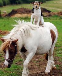 freddie on shetland pony jpg