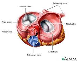 http://medicalimages.allrefer.com/large/heart-valves-superior-view.jpg