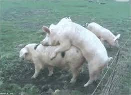 Collection of funny gif