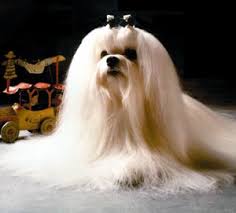 MALTESE x26quot Ye ancient Dogge of Malta x26quot