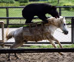 horse