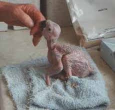 in an African Grey Parrot