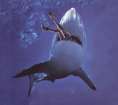 Catching sharks in the Bahamas - via Daymix