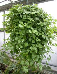 Swedish Ivy (Plectranthus
