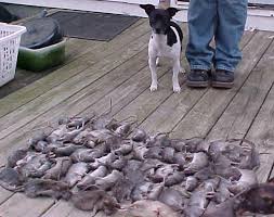 Fox  Terrier   and  Rat Terriers   both    
