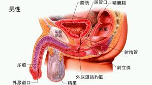 Q 前立腺肥大症と前立腺癌は