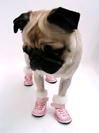 Winter  x3cb x3eDog Boots x3c b x3e and  x3cb x3eDog x3c b x3e Sneakers by  x3cb x3e    x3c b x3e