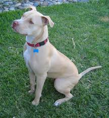 American  Pit   Bull Terrier is the    