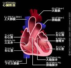 心臓断面