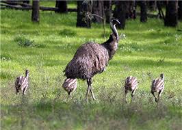 Emu ( Dromaius novaehollandiae