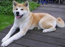   Akita   or  Akita   Inu