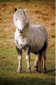 Picture of Horse Riding - Free