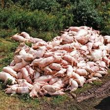 swine flu pigs - via Daymix