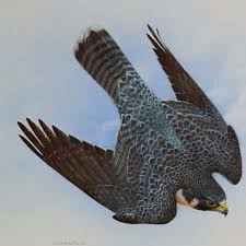  worlds fastest animal in the air 