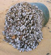 Goose Barnacles
