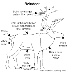 The  reindeer   also called the    