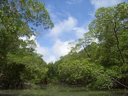 The Amazon - via Daymix