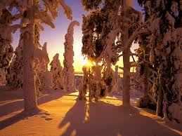 Snow Covered Forest, Finland.