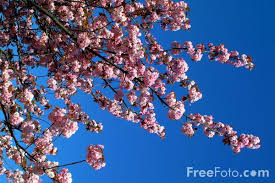 Picture of  Spring   Free Pictures    