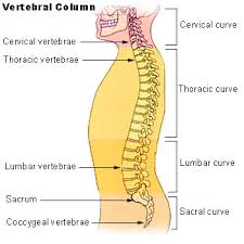  Cervical vertebrae 