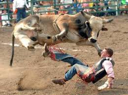      Association x26s Xtreme  Bull   series    