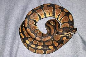 ball python - via Daymix