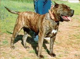 The  Alano   is a very ancient breed