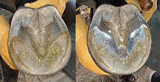   Hoof Health  