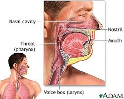 mucous membrane that - via Daymix