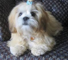   Lhasa Apso   Puppies for Sale