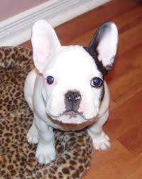 french-bulldog-puppy4.jpg - via Daymix