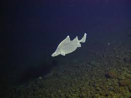 Back. A deepsea shark called a - via Daymix