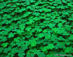 Name  cLoVeR   Location K L