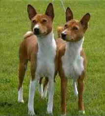 Basenji