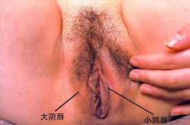外性器. ●耻丘