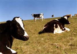 cattle-011.jpg - via Daymix