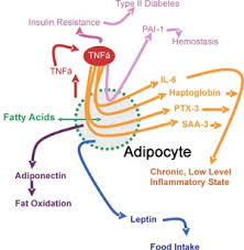 membranes of HEp 2 cells in - via Daymix