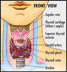 secretes  thyroid  hormone.