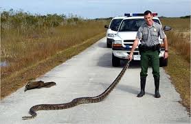 Burmese Python in the Florida - via Daymix
