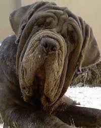   Neapolitan   Mastiff face close up