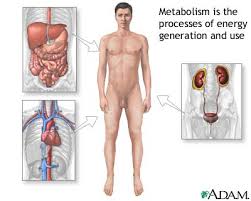 Metabolism - via Daymix