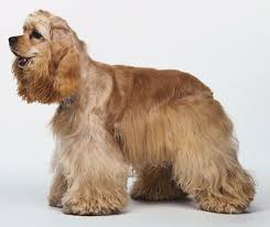   cocker spaniel   or some kind of    