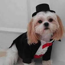 Costume Dogs - via Daymix