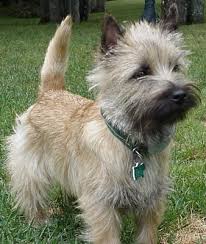 KC x26s  Cairn   terrier dog Postcards 