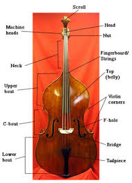 Salient parts of the  double bass  