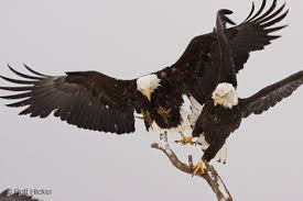 Bald Eagles Fighting