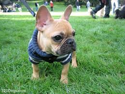 french-bulldog-puppy - via Daymix