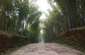 竹海揽胜- - 蜀南竹海天下翠