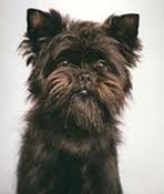 Affenpinscher